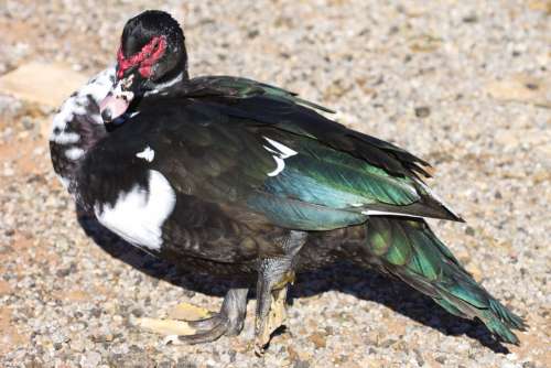 Muscovy Duck Altus Oklahoma Wildlife Beak Green