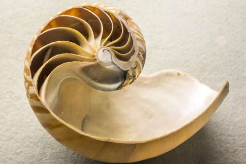 Museum Shell Animal World Nature Sea Nautilus