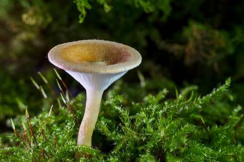 Mushroom Mini Mushroom Sponge Small Mushroom Moss