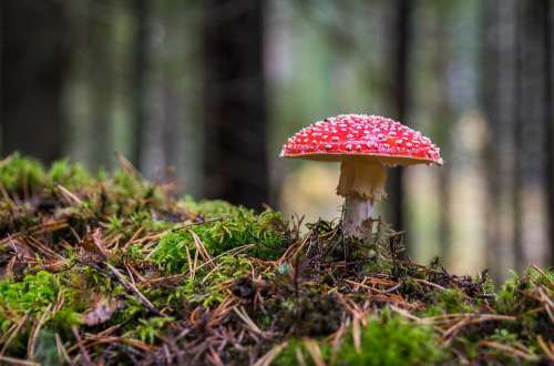 Mushroom Amanita Moss Autumn Fungus