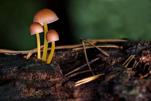 Mushroom Mushrooms Sponge Small Mushroom