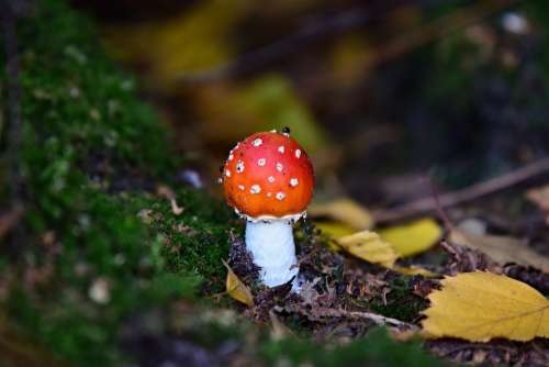 Mushroom Fly Amanita Fungus Spotted Red Forest
