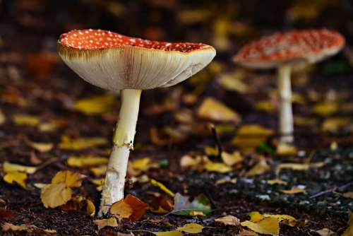 Mushroom Fly Amanita Fungus Spotted Red Forest