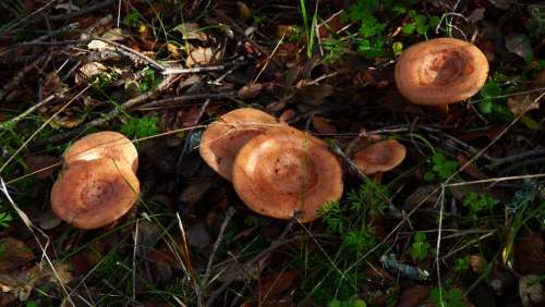 Mushroom Milk-Cap Autumn Forest Lactarius