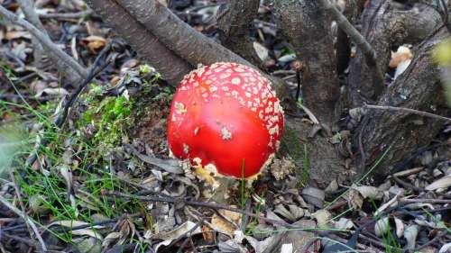 Mushroom Amanita Muscaria Autumn Toxic Spotted