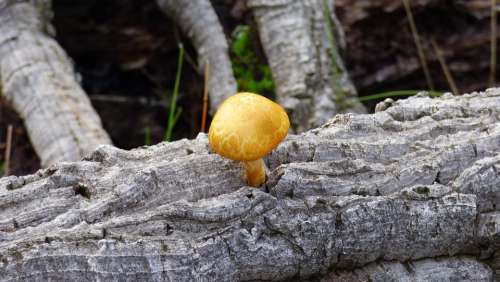 Mushroom Tree Trunk Autumn