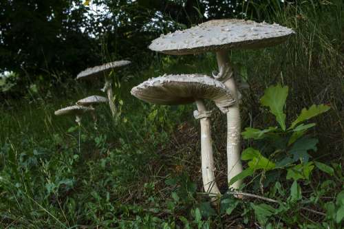Mushroom Boletes Giant Schirmling Forest Meadow