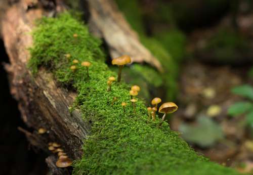 Mushroom Nature Forest