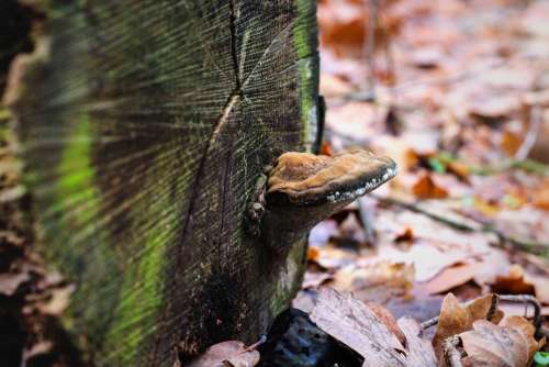 Mushroom Log Moss Leaves Forest Nature Botany