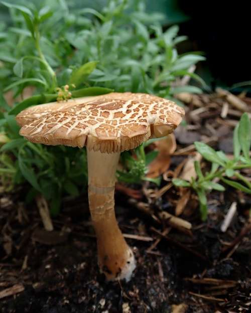 Mushroom Fungi Garden Nature