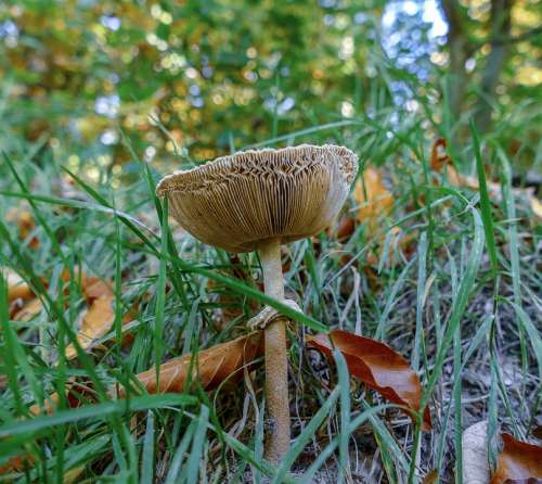 Mushroom Forest Autumn Nature Toxic Ground