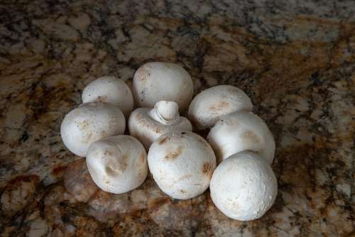 Mushroom Mushrooms Eat Autumn Food Nature Cook