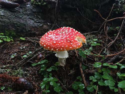 Mushroom Forest Autumn Red Mushrooms Forest Floor