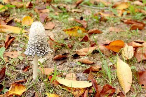 Mushroom Leaves Autumn The Leaves