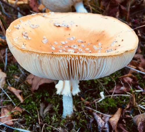 Mushroom Autumn Forest Fly Agaric Forest Floor Hat