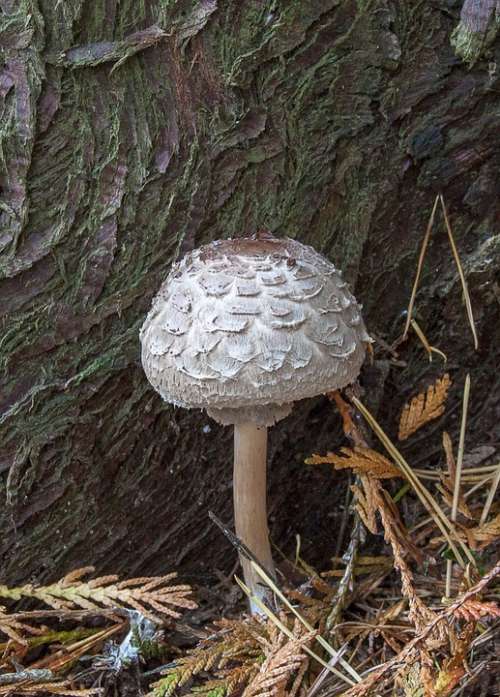 Mushroom Fungi Ink-Cap Forest Nature Autumn