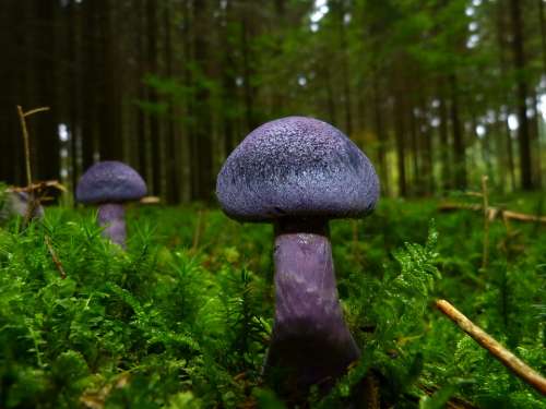 Mushroom Autumn Violet Blue Forest Floor Moss