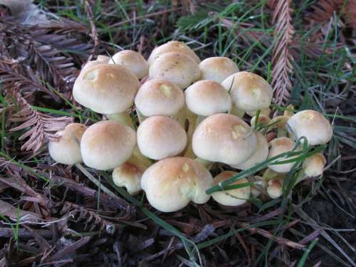 Mushroom Collybia Fungi Fungus Forest Oregon