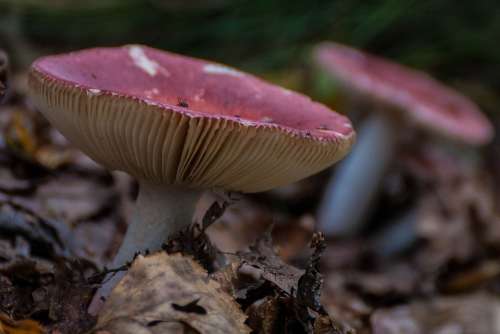 Mushroom Autumn