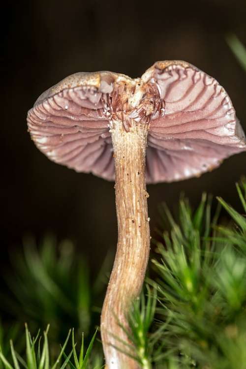 Mushroom Screen Fungus Disc Fungus Lamellar Macro
