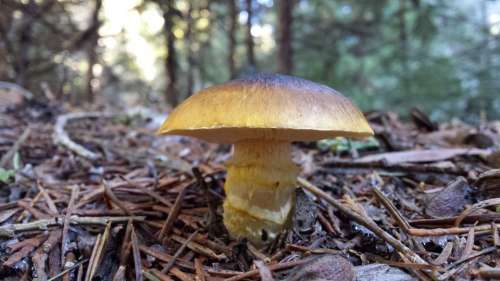 Mushroom Forest Flora Season Nature Brown Design