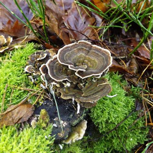 Mushroom Forest Moss Moist Nature
