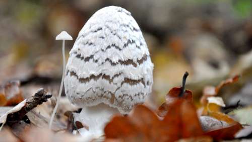 Mushroom Company White Autumn