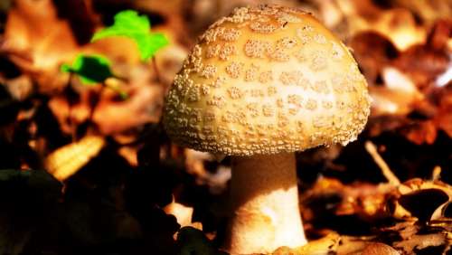 Mushroom Autumn Nature Forest