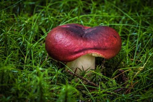 Mushroom Hatter Spore Green Grass Nature Fungus