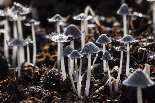 Mushrooms Mushroom Backlighting Grey White Nature