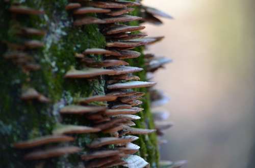 Mushrooms Woods Tree Steps Straight Fairy Wonder