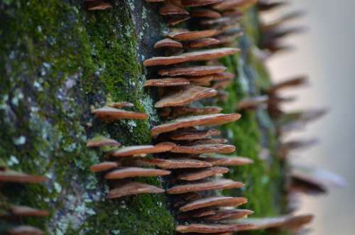 Mushrooms Steps Fairy Woods Straight Brown Tree