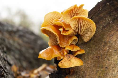 Mushrooms Forest Autumn Tree Plate Mushroom