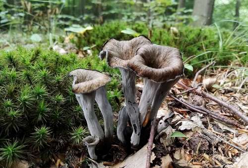 Mushrooms Mushroom Forest Moss In The Fall Plant