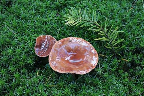 Mushrooms Forest Close Up Close Water Moss Puddle