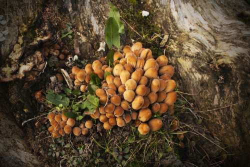 Mushrooms Forest Autumn Bronze