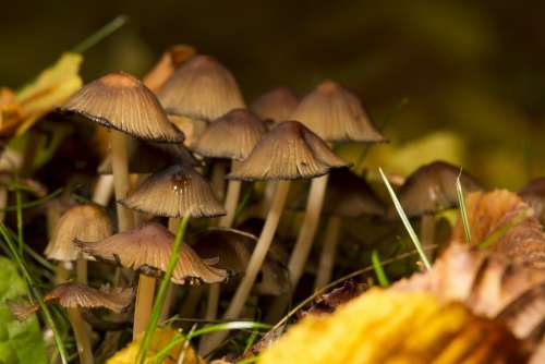 Mushrooms Nature Spores Forest Autumn Tree Fungus