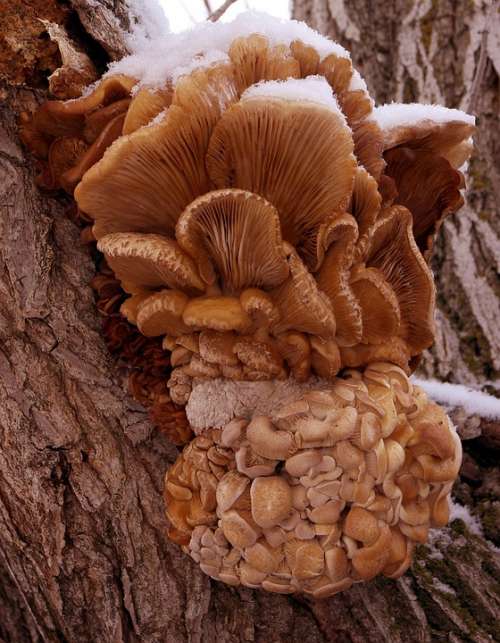 Mushrooms Fungi Wild Forest Vegetable Food