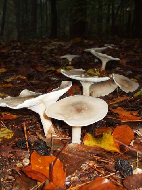Mushrooms Hexenring Autumn Leaves