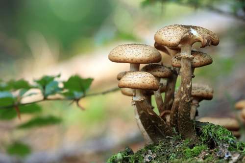 Mushrooms Plants Forest Autumn Brown Fungus