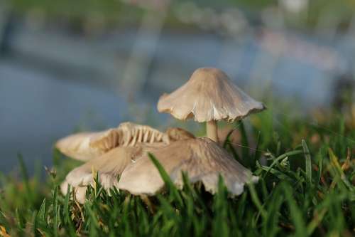 Mushrooms Boletes Fungi Granulatus Schmerling