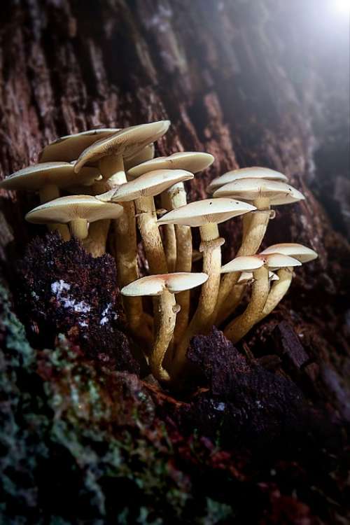 Mushrooms Tree Forest Tree Fungus Mushrooms On Tree