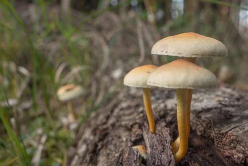 Mushrooms Hat Autumn Forest Nature Moss