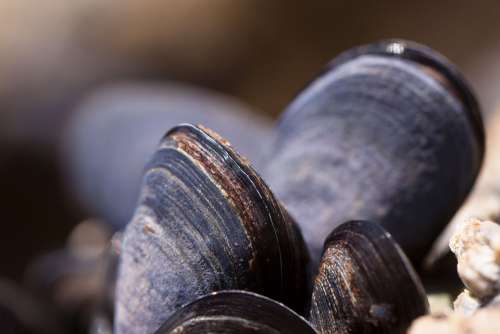 Mussels Shells Mytilus Watt Area Coastal Region