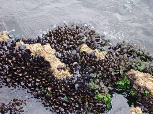 Mussels Sea Beach Vacations Coast Shells Summer