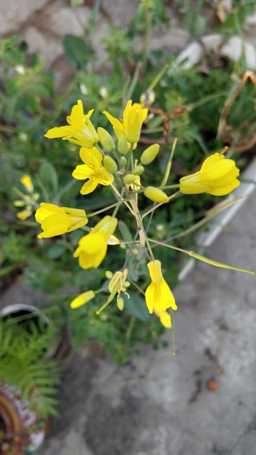 Mustard Flowers Yellow Bloom