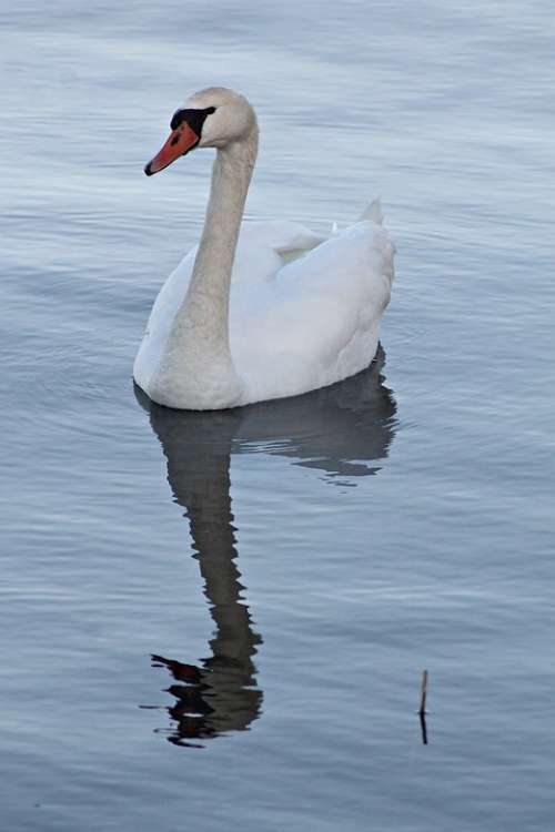 Mute Swan Swan Vattenfågel