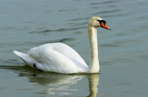 Mute Swan Swan White Bird Swim Pride Elegant