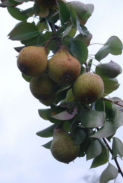 Nails Bulb Most Pear Swabian Local Places High-Stem