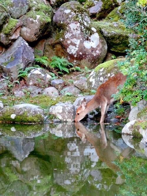 Nara Japan Nature Pond Roe Deer Potions Moss